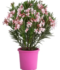 Oleander 'Villa Romaine'