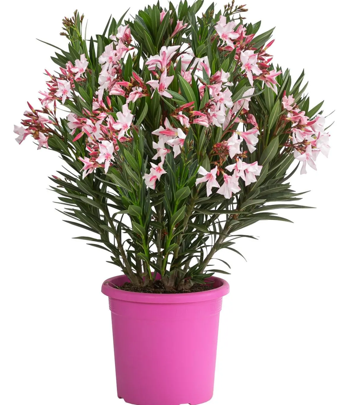 Oleander 'Villa Romaine'
