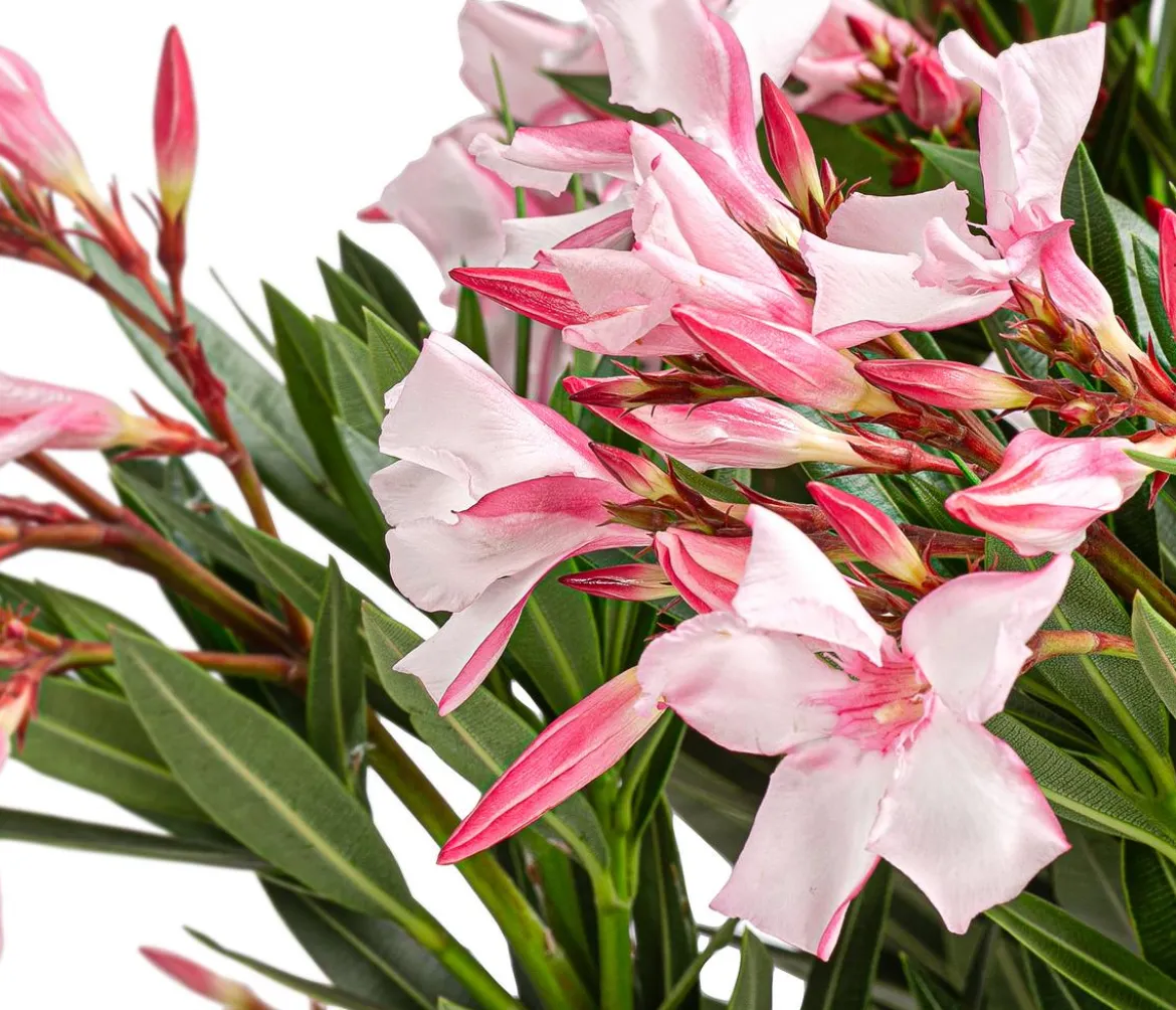 Oleander 'Villa Romaine'