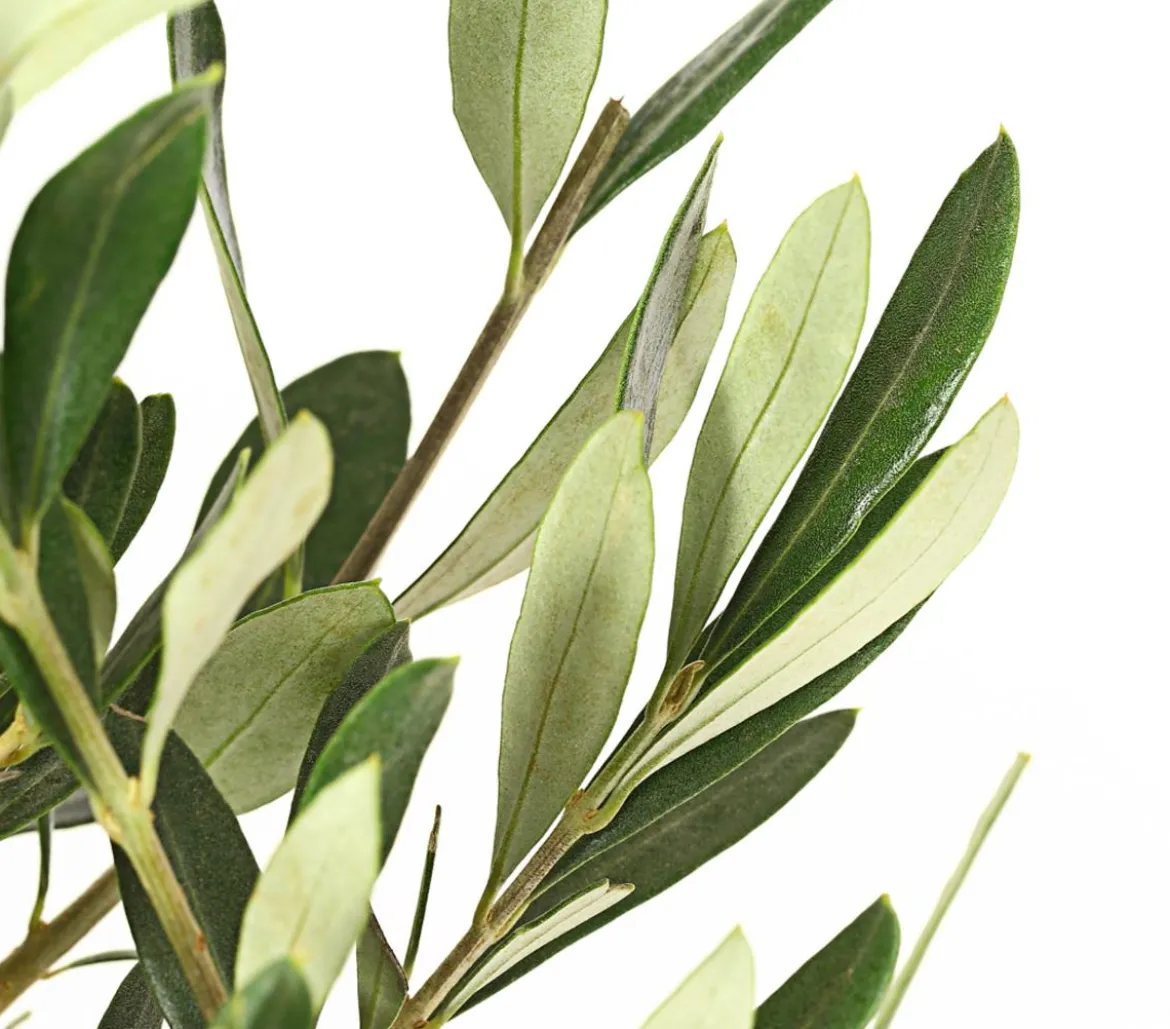 Olive, Busch