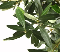 Olive, Ministamm