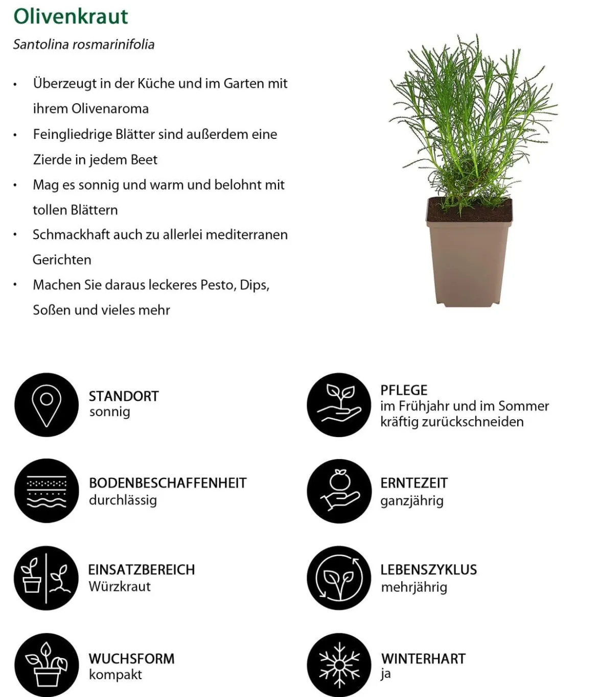 Olivenkraut