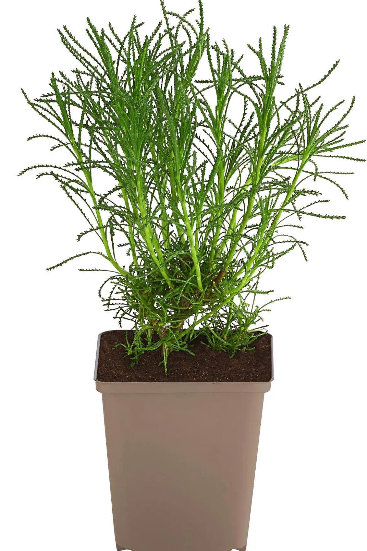 Olivenkraut