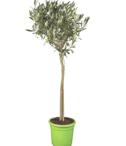 Olive, Stämmchen