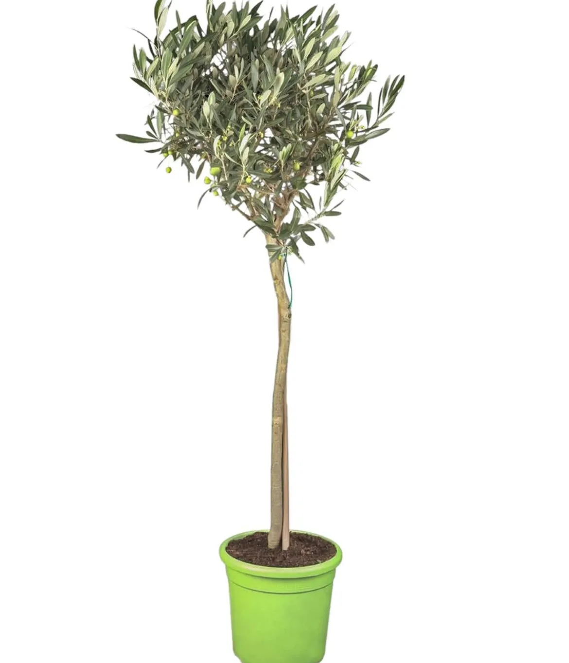 Olive, Stämmchen