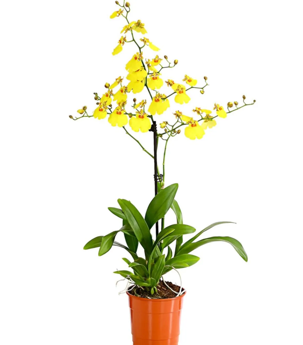 Oncidium Orchidee - Oncidium cultivars 'Sweet Sugar'