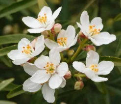 Orangenblume 'White Dazzler'