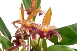 Orchidee - Bulbophyllum lobbii