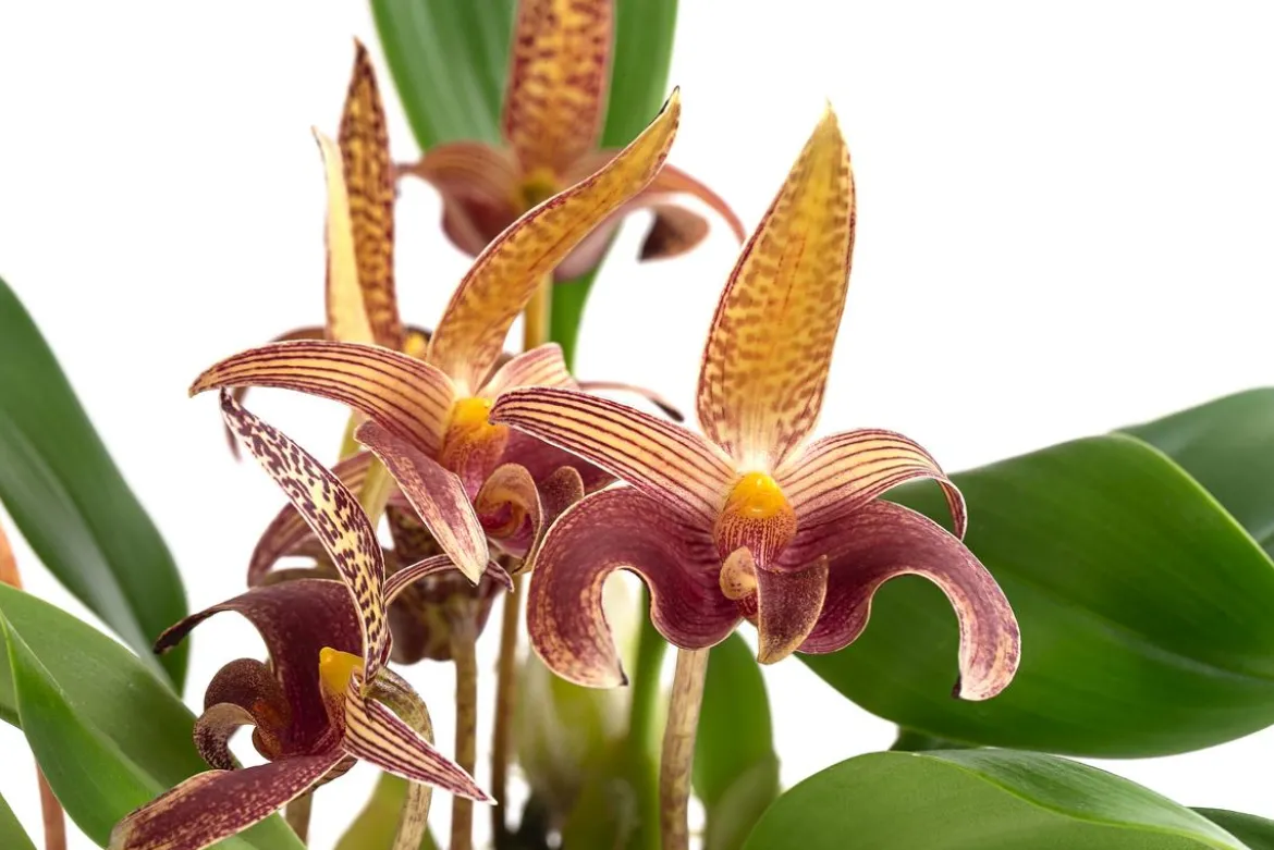 Orchidee - Bulbophyllum lobbii