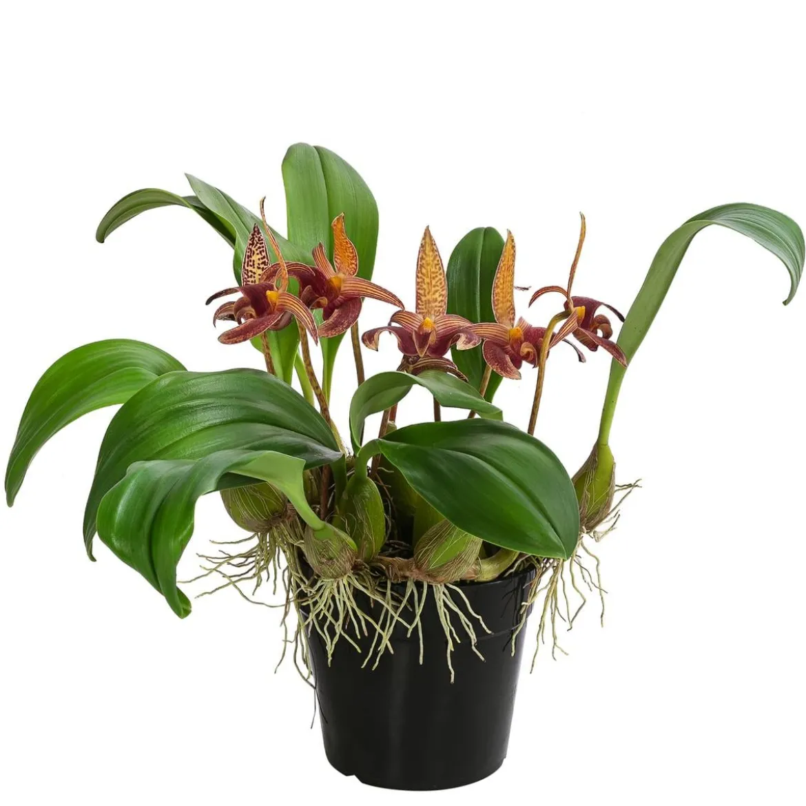 Orchidee - Bulbophyllum lobbii