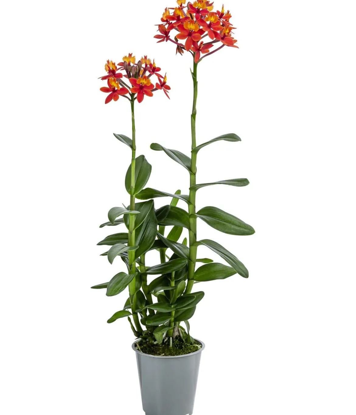 Orchidee - Epidendrum cultivars 'Nordic Fire'