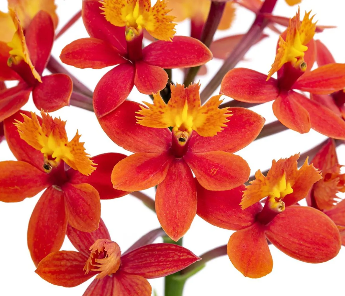 Orchidee - Epidendrum cultivars 'Nordic Fire'