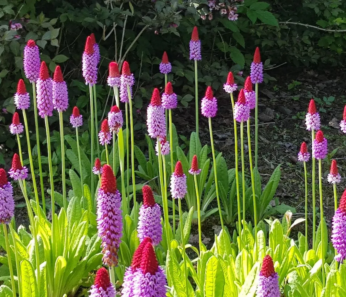 Orchideenprimel