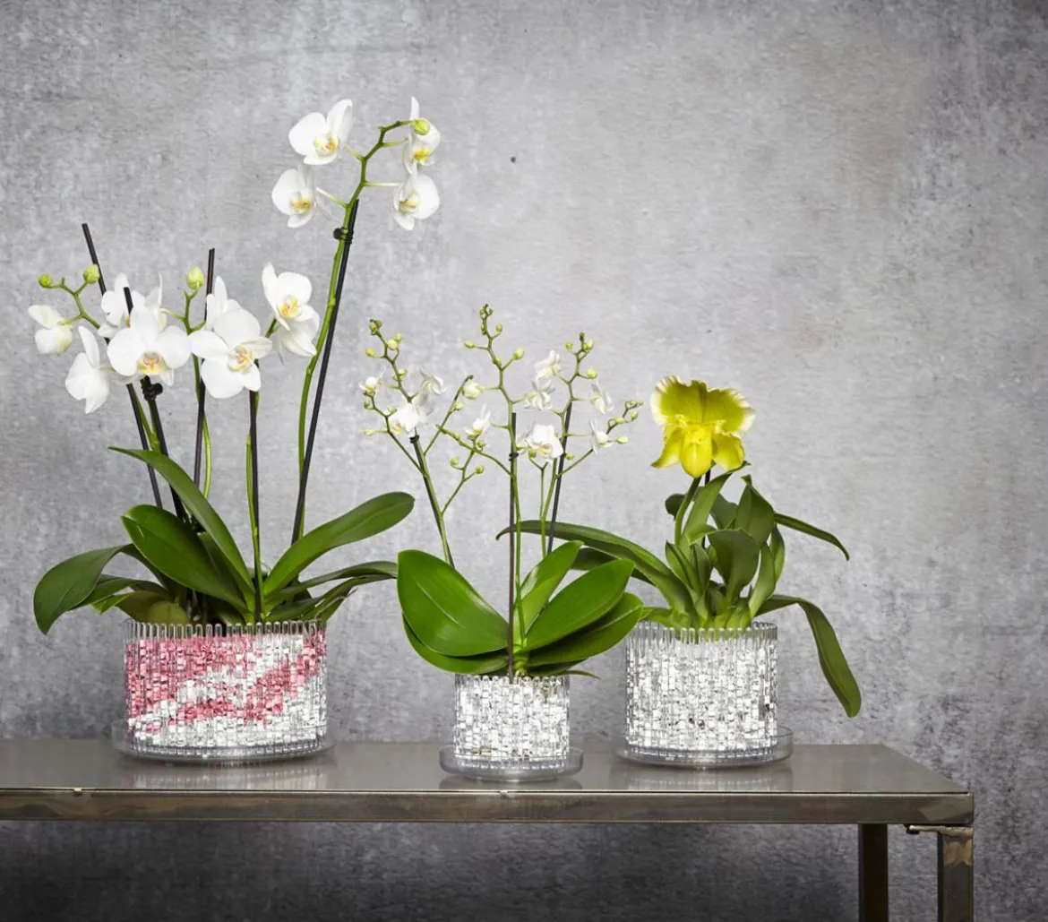 Orchitop® Orchideentopf M Set, rund, ca. Ø13 cm