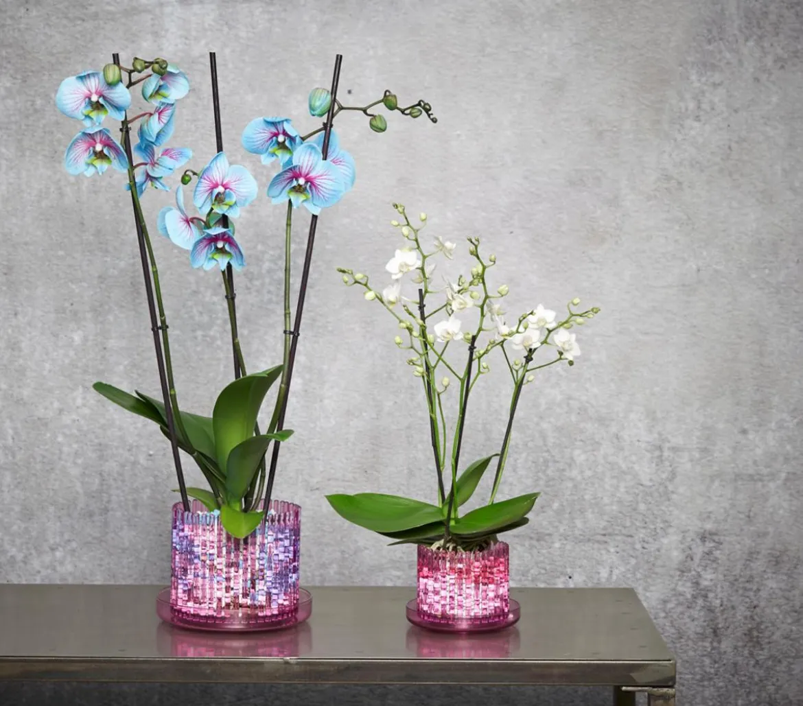 Orchitop® Orchideentopf M Set, rund, ca. Ø13 cm