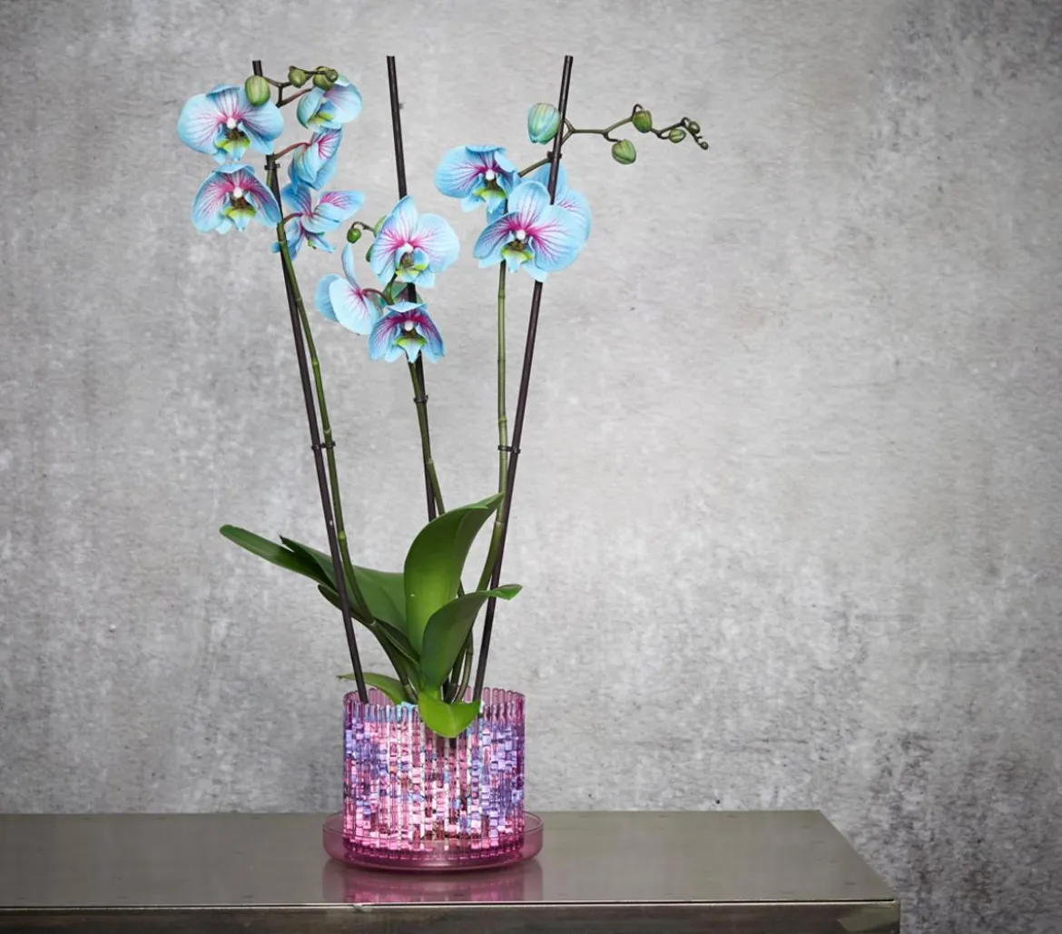 Orchitop® Orchideentopf M Set, rund, ca. Ø13 cm