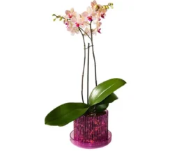 Orchitop® Orchideentopf M Set, rund, ca. Ø13 cm