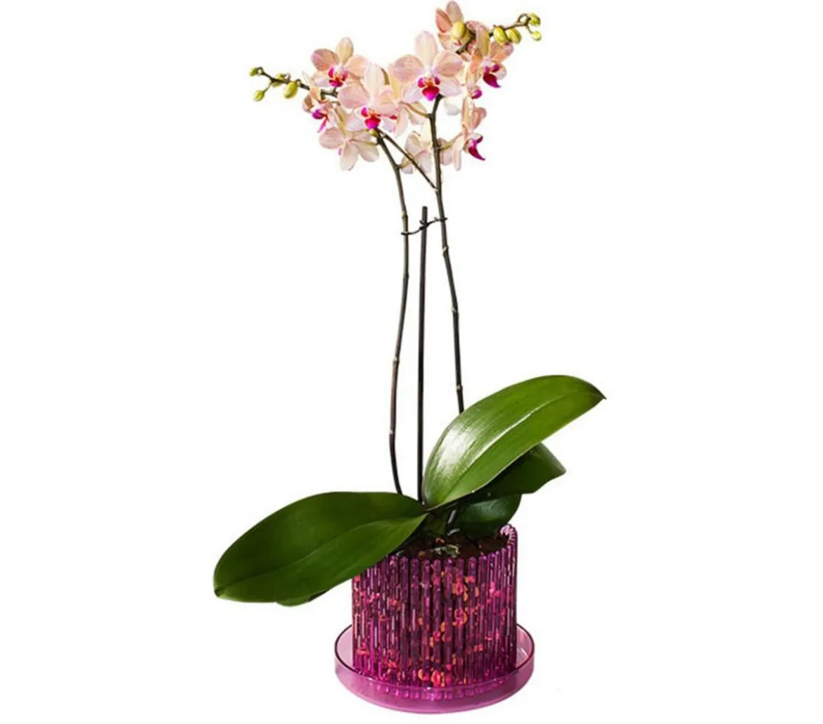 Orchitop® Orchideentopf M Set, rund, ca. Ø13 cm