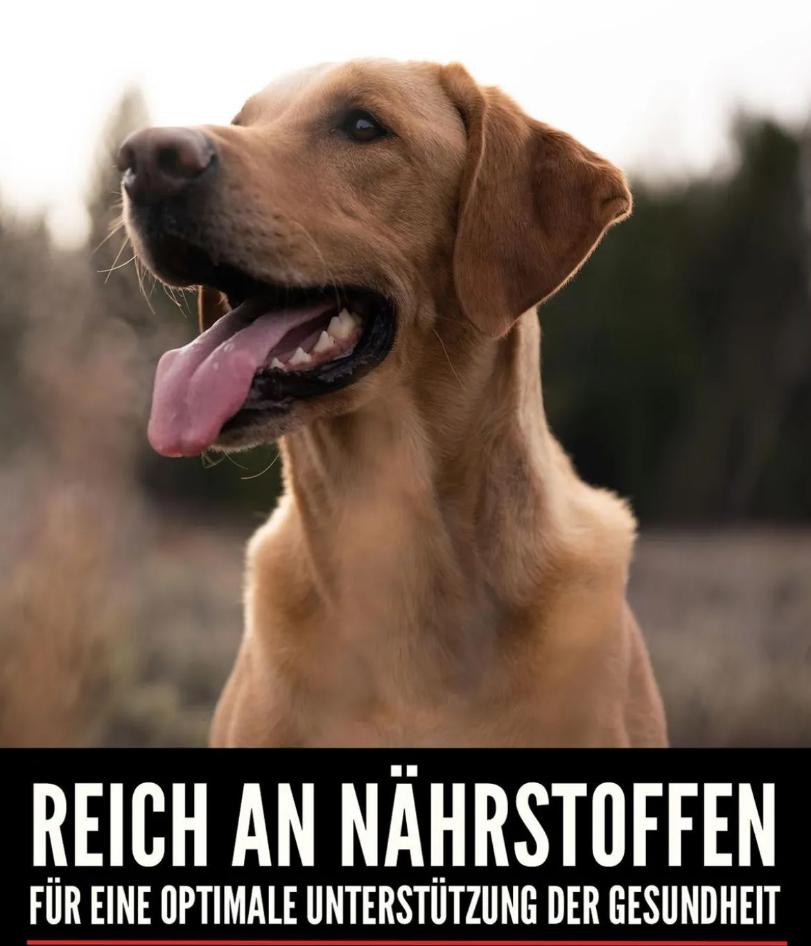 ORIJEN™ Trockenfutter für Hunde Tundra