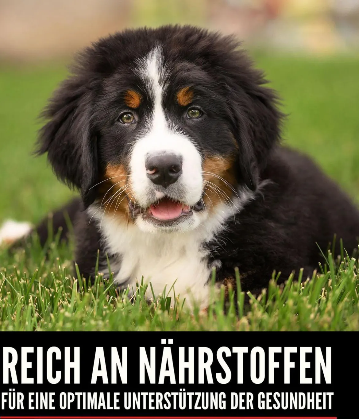 ORIJEN™ Trockenfutter für Hunde Puppy