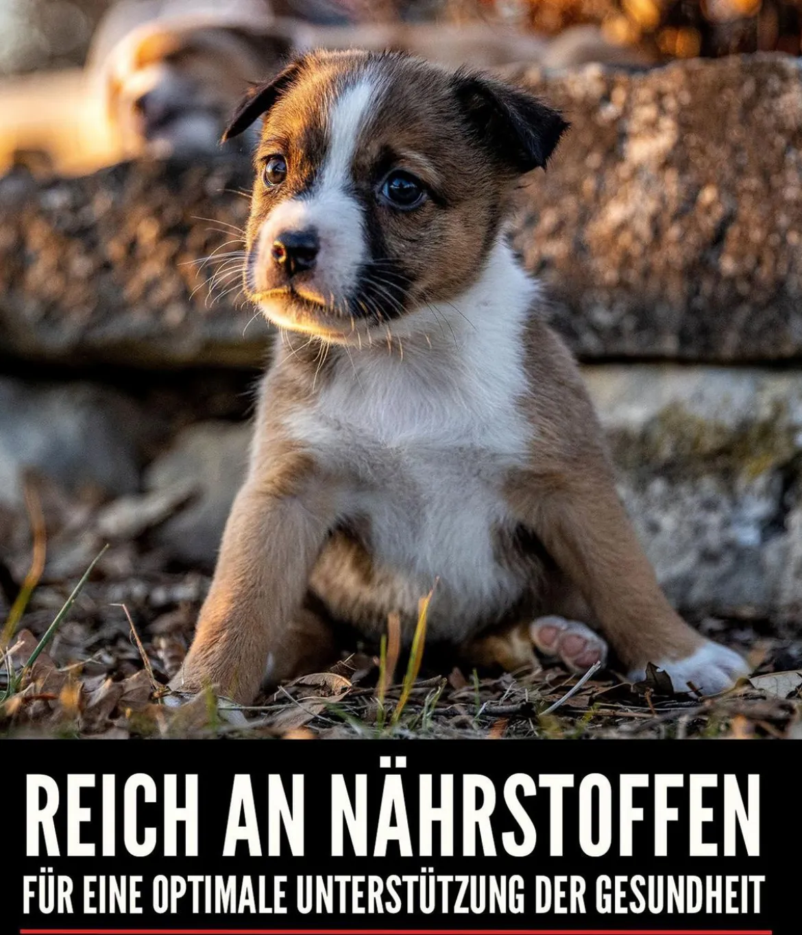 ORIJEN™ Trockenfutter für Hunde Small Breed Puppy