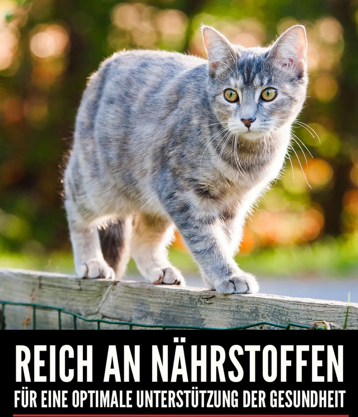 ORIJEN™ Trockenfutter für Katzen Six Fish