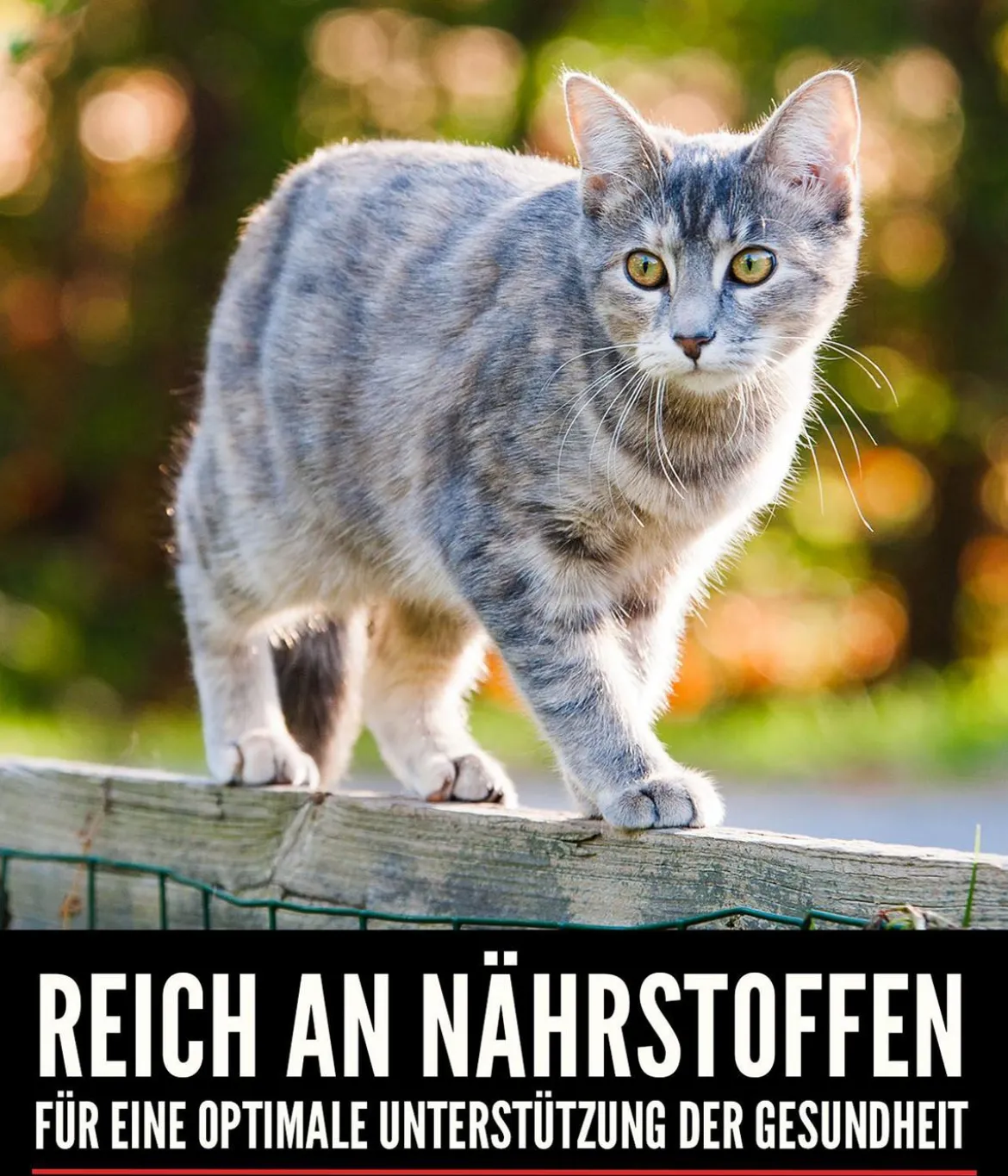 ORIJEN™ Trockenfutter für Katzen Regional Red