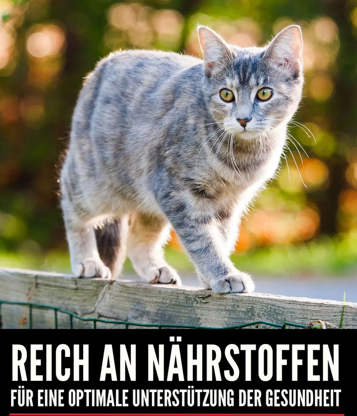 ORIJEN™ Trockenfutter für Katzen Kitten
