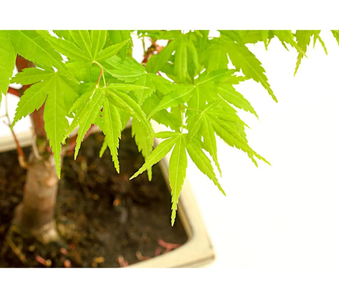 Outdoor-Bonsai Ahorn - Acer palmatum