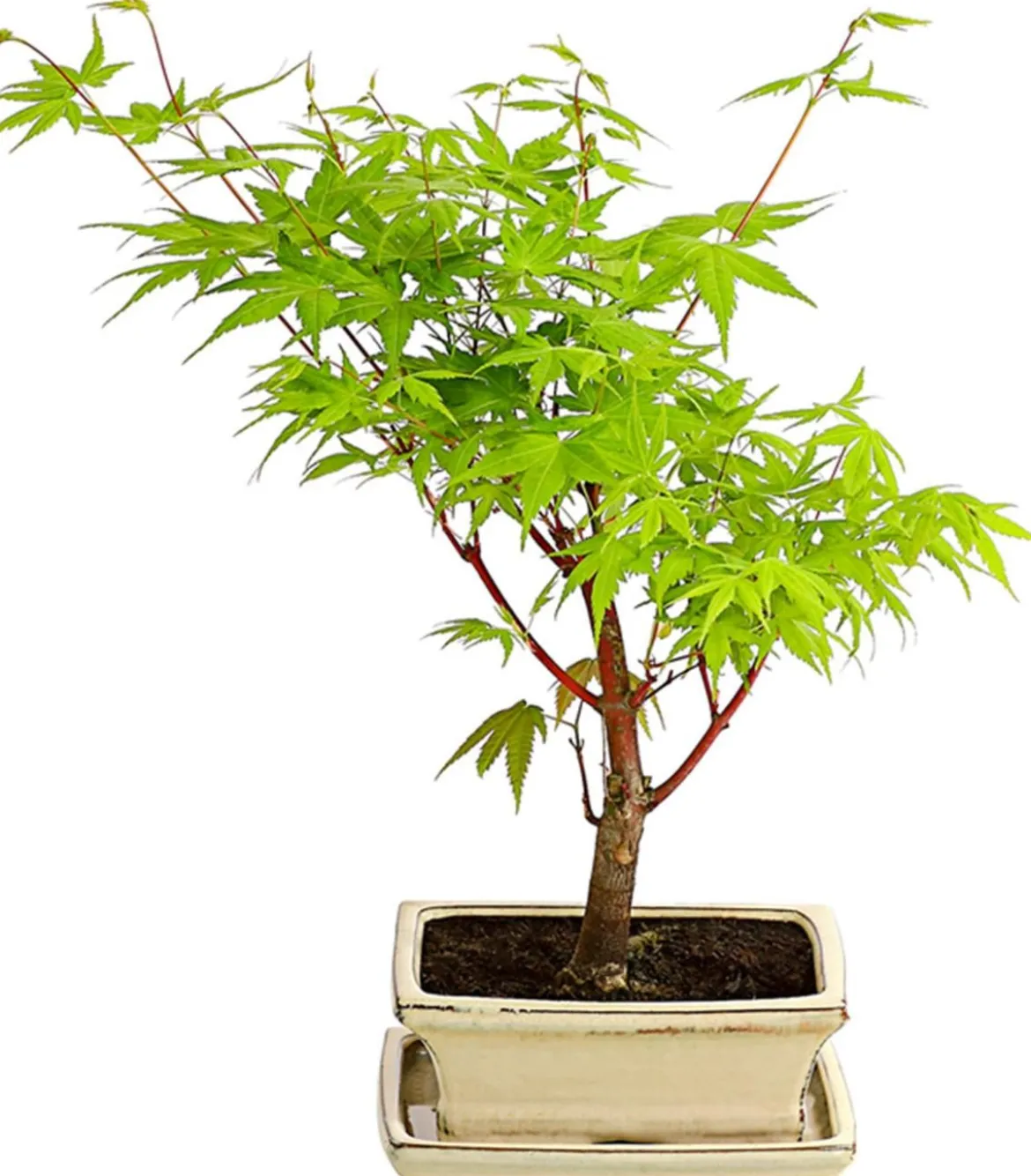 Outdoor-Bonsai Ahorn - Acer palmatum