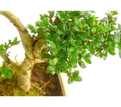 Outdoor-Bonsai Japanische Stechpalme - Ilex crenata