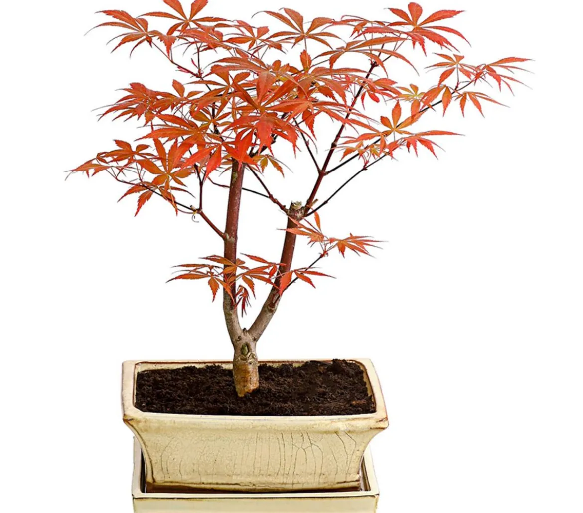 Outdoor-Bonsai Roter Fächerahorn - Acer palmatum 'Atropurpureum'