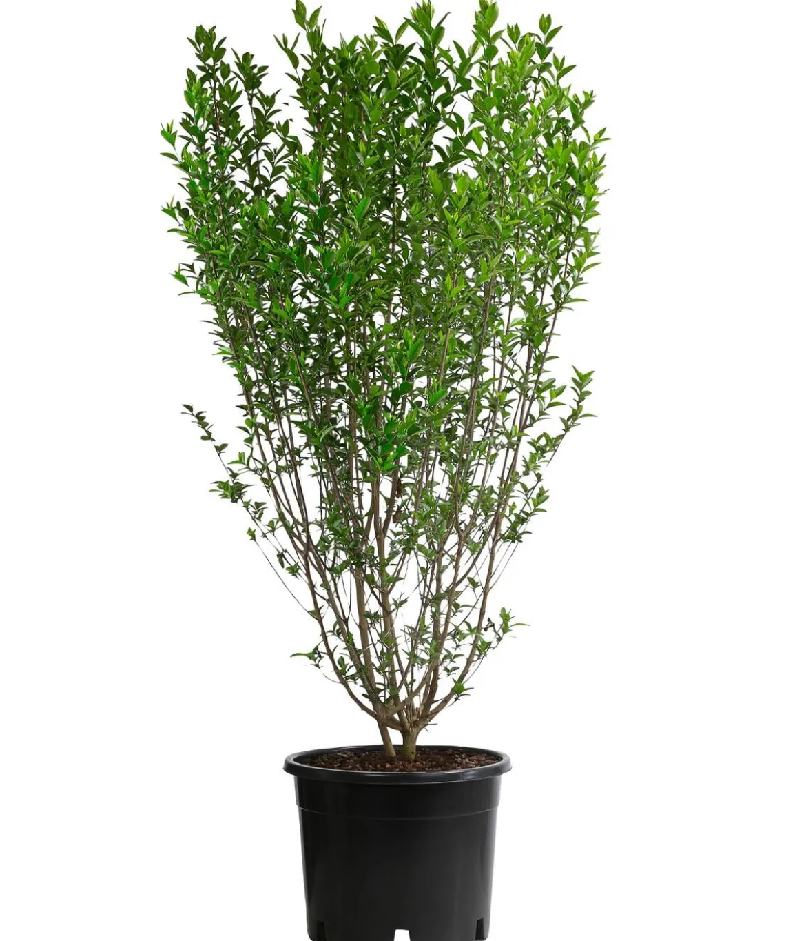 Ovalblättriger Liguster