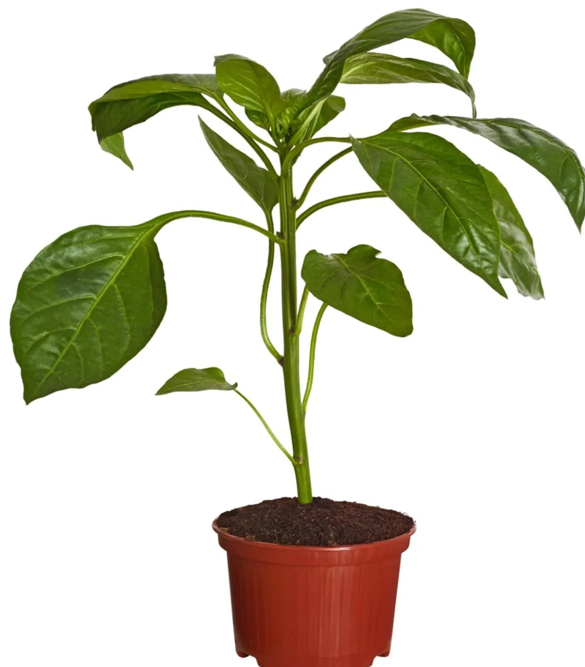 Paprika, gelb