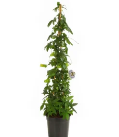 Passionsblume, Pyramide, verschiedene Sorten