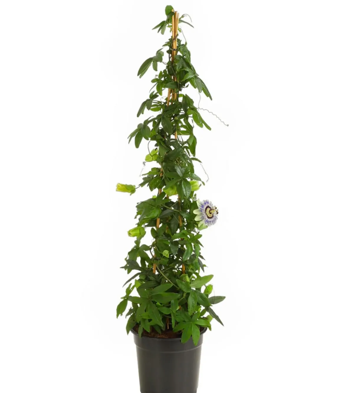 Passionsblume, Pyramide, verschiedene Sorten