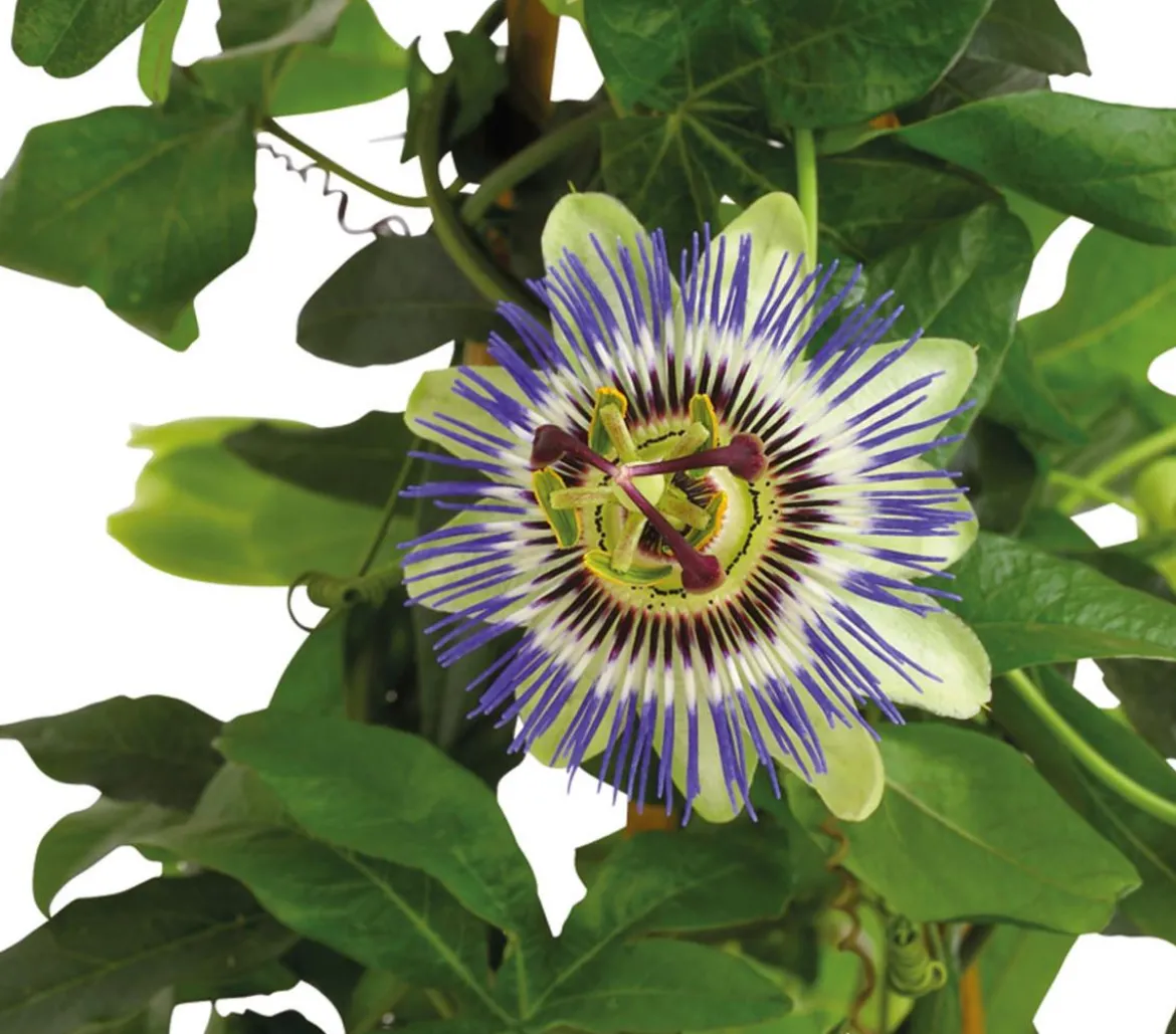 Passionsblume, Pyramide, verschiedene Sorten
