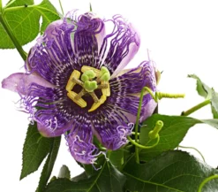 Passionsblume, Pyramide, verschiedene Sorten