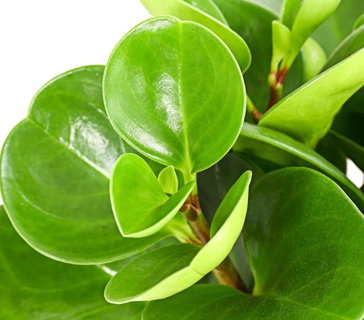 Peperomien-Set - Peperomia cultivars, 3-teilig