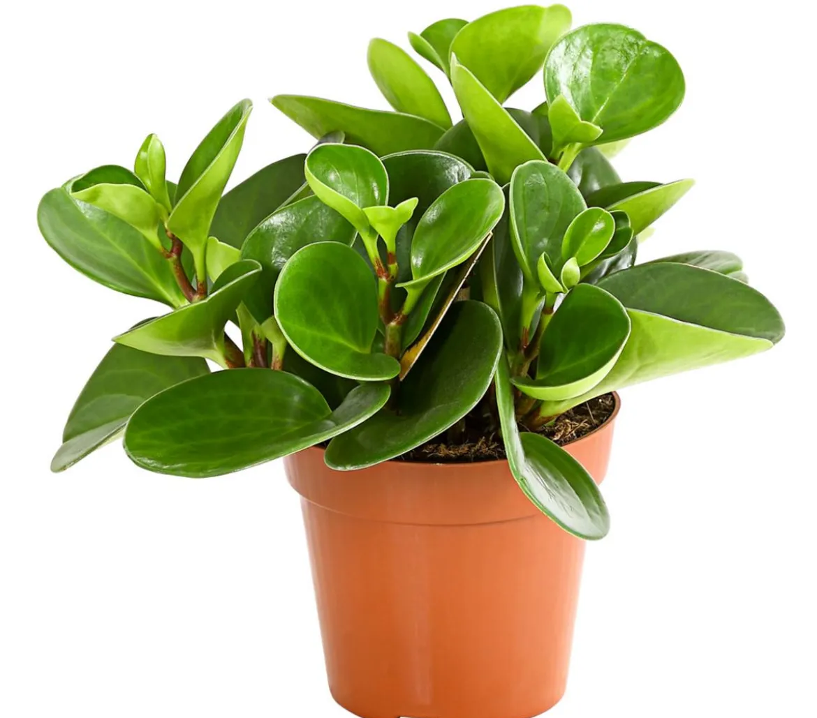 Peperomien-Set - Peperomia cultivars, 3-teilig