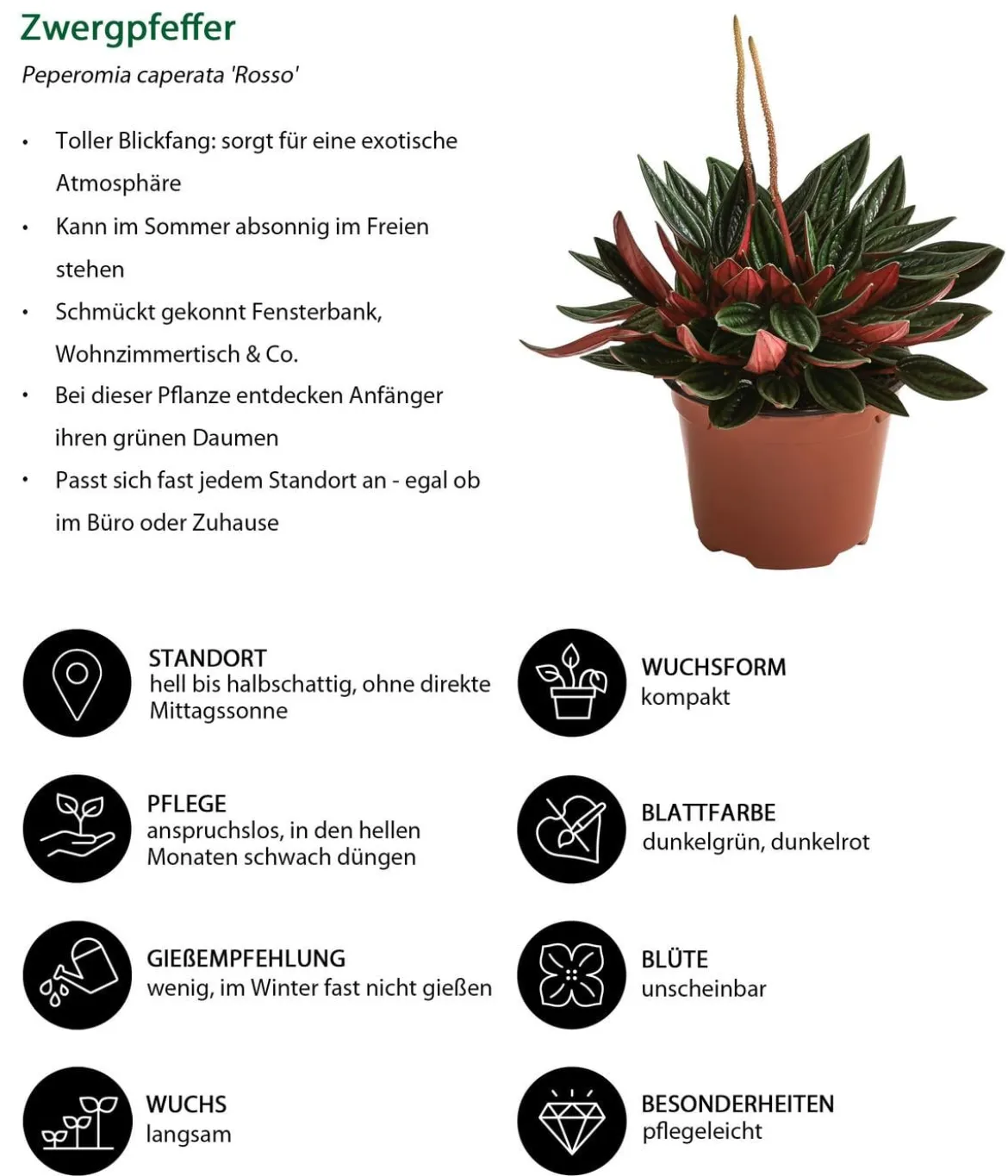 Peperomien-Set - Peperomia cultivars, 3-teilig