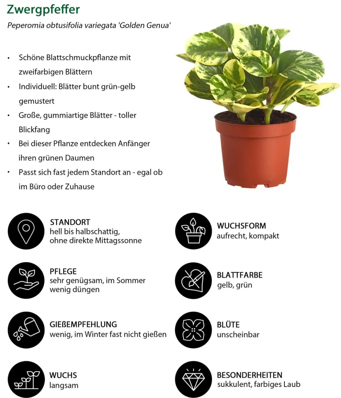 Peperomien-Set - Peperomia cultivars, 3-teilig