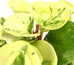 Peperomien-Set - Peperomia cultivars, 3-teilig