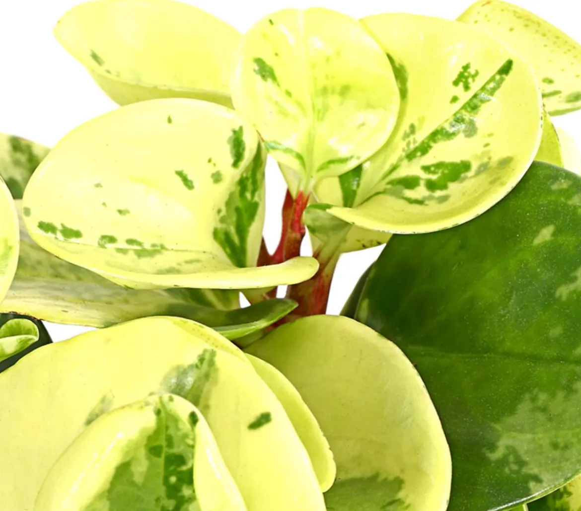 Peperomien-Set - Peperomia cultivars, 3-teilig