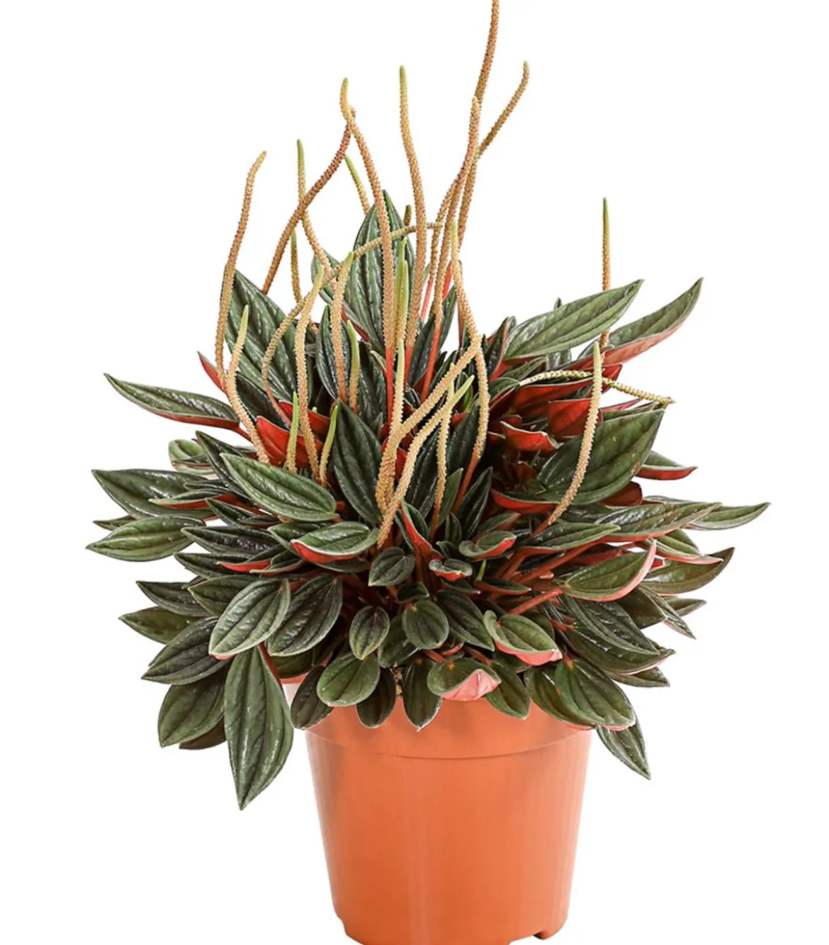 Peperomien-Set - Peperomia cultivars, 3-teilig