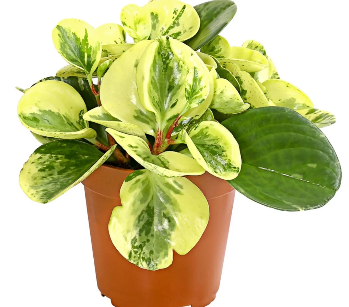 Peperomien-Set - Peperomia cultivars, 3-teilig