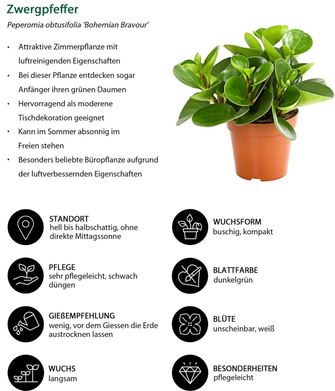 Peperomien-Set - Peperomia cultivars, 3-teilig