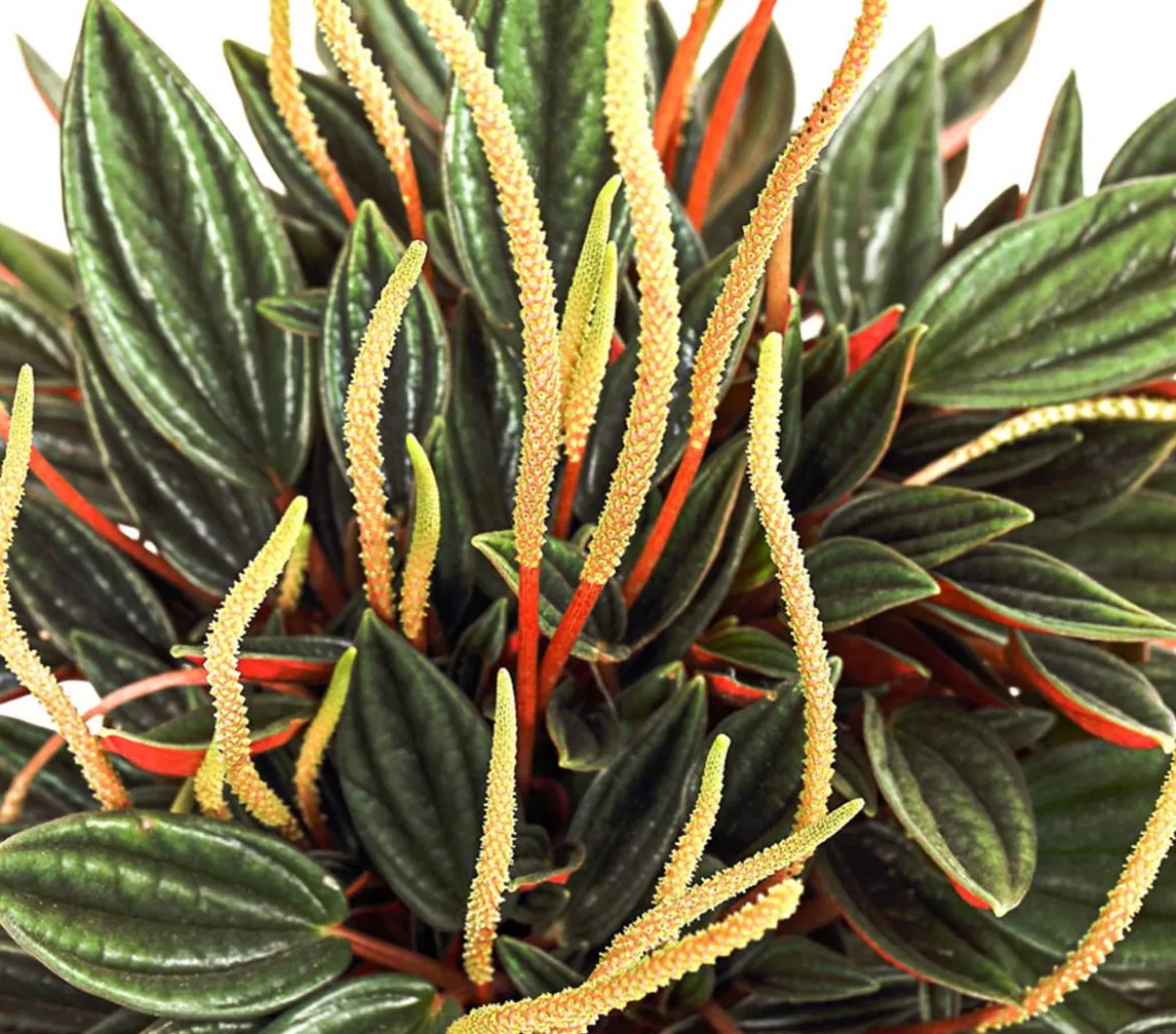 Peperomien-Set - Peperomia cultivars, 3-teilig