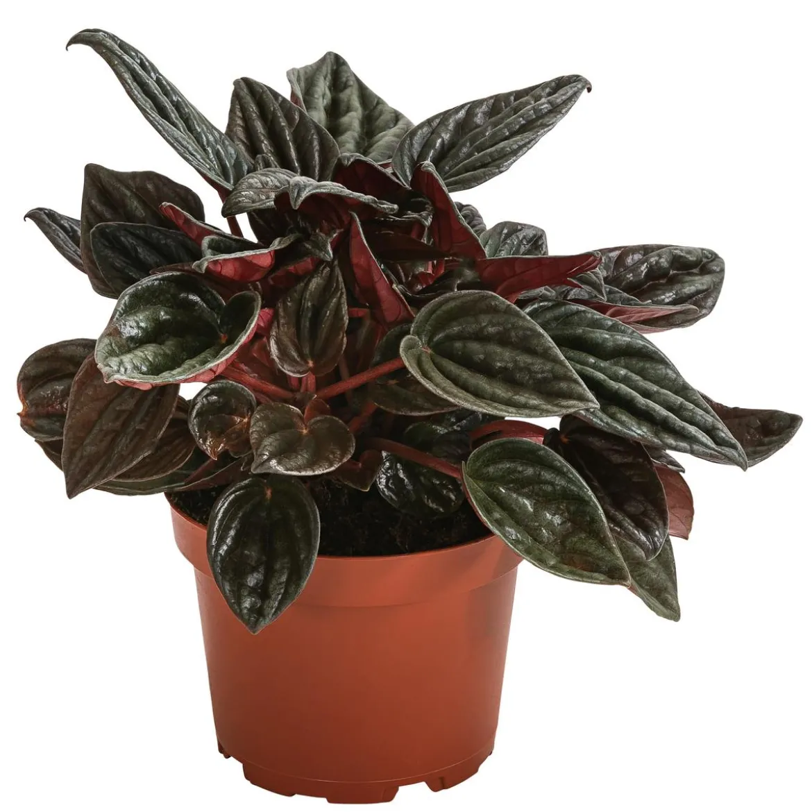Peperomie - Peperomia caperata 'Brasilia'