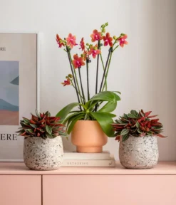 Peperomie - Peperomia caperata 'Rosso'